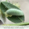 polyommatus cyaneus yurinekrutenko larva4d